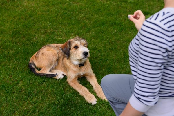 Training for dogs