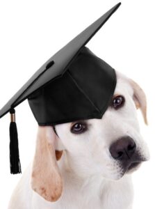 puppy graduate